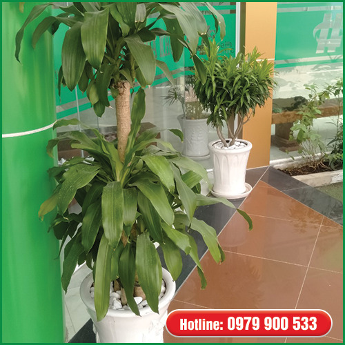 Cây phát tài cột - Cây Xanh Green Life - Công Ty TNHH Thương Mại Dịch Vụ Cây Xanh Green Life