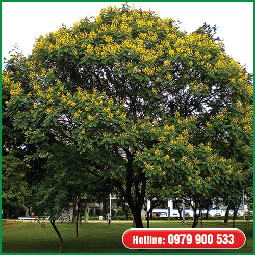 Cây xim xẹt - Cây Xanh Green Life - Công Ty TNHH Thương Mại Dịch Vụ Cây Xanh Green Life