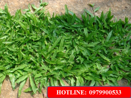 Cỏ gừng Thái - Cây Xanh Green Life - Công Ty TNHH Thương Mại Dịch Vụ Cây Xanh Green Life