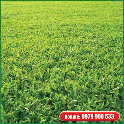 Cỏ lá gừng - Cây Xanh Green Life - Công Ty TNHH Thương Mại Dịch Vụ Cây Xanh Green Life