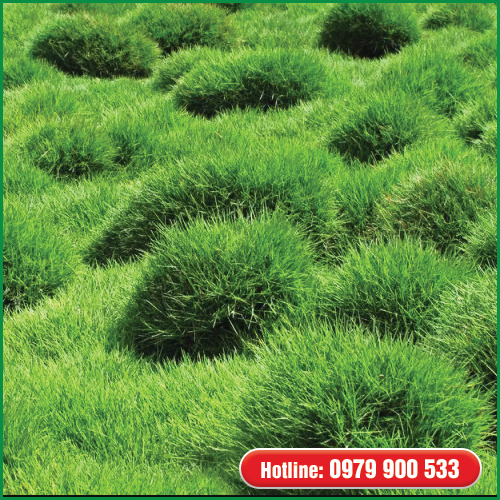 Cỏ lông heo - Cây Xanh Green Life - Công Ty TNHH Thương Mại Dịch Vụ Cây Xanh Green Life