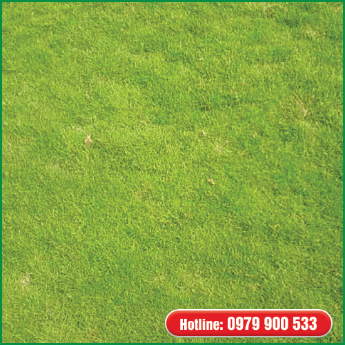 Cỏ nhung Nhật - Cây Xanh Green Life - Công Ty TNHH Thương Mại Dịch Vụ Cây Xanh Green Life