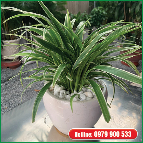 Cây lan chi - Cây Xanh Green Life - Công Ty TNHH Thương Mại Dịch Vụ Cây Xanh Green Life