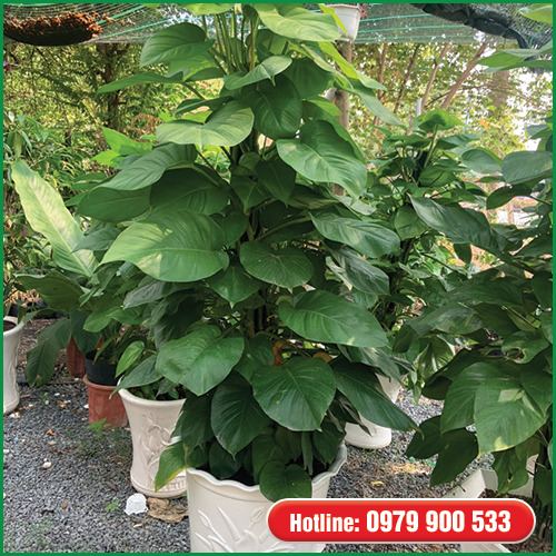 Cây trầu bà leo cột - Cây Xanh Green Life - Công Ty TNHH Thương Mại Dịch Vụ Cây Xanh Green Life