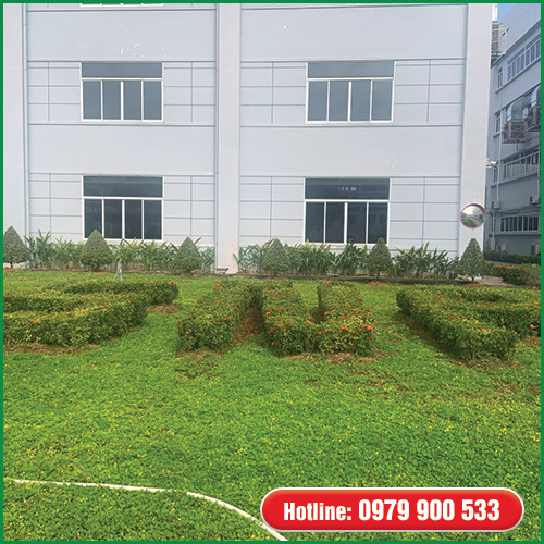 Dịch vụ bảo dưỡng và chăm sóc cây xanh - Cây Xanh Green Life - Công Ty TNHH Thương Mại Dịch Vụ Cây Xanh Green Life
