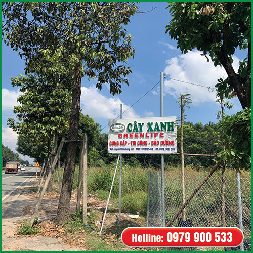 Dịch vụ bảo dưỡng và chăm sóc cây xanh - Cây Xanh Green Life - Công Ty TNHH Thương Mại Dịch Vụ Cây Xanh Green Life
