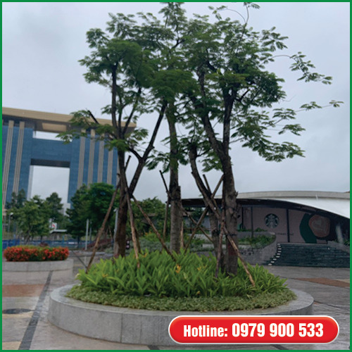 Dịch vụ bảo dưỡng và chăm sóc cây xanh - Cây Xanh Green Life - Công Ty TNHH Thương Mại Dịch Vụ Cây Xanh Green Life