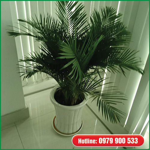 Cây cau vàng - Cây Xanh Green Life - Công Ty TNHH Thương Mại Dịch Vụ Cây Xanh Green Life