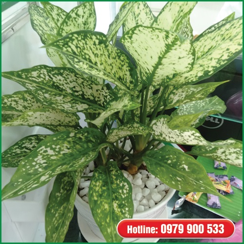 Cây ngọc ngân - Cây Xanh Green Life - Công Ty TNHH Thương Mại Dịch Vụ Cây Xanh Green Life