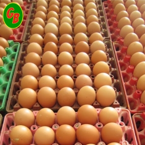 Trứng gà 18 ký cỡ 52-50Gram