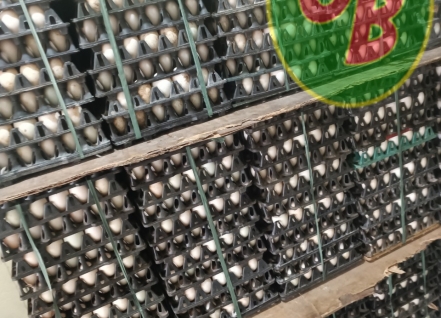 Hình ảnh hoạt động cơ sở trứng gia cầm Gia Bảo