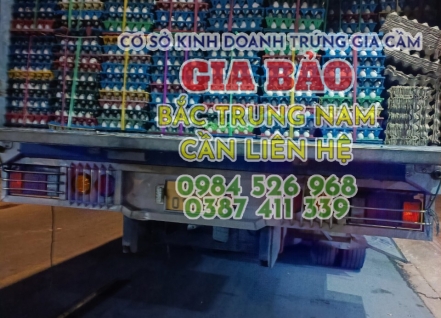 Hình ảnh hoạt động cơ sở trứng gia cầm Gia Bảo