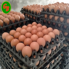 Trứng gà 19 ký cỡ 53-56Gram