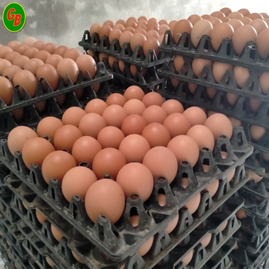 Trứng gà 22 ký cỡ 64-66Gram