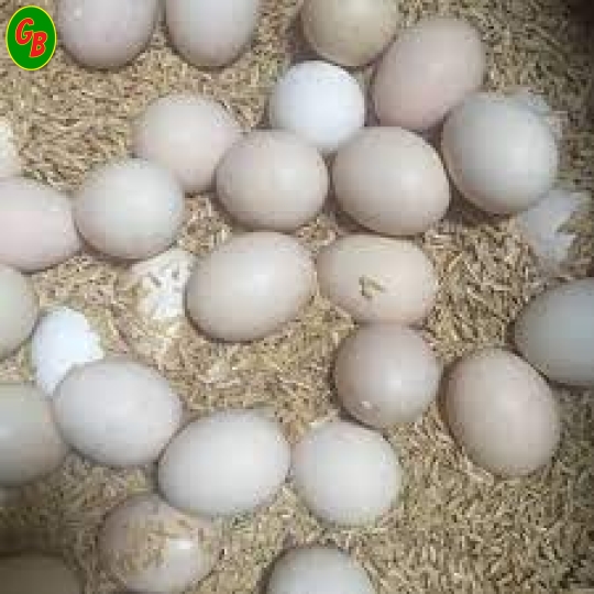 Trứng gà ác lạt khênh 24kg