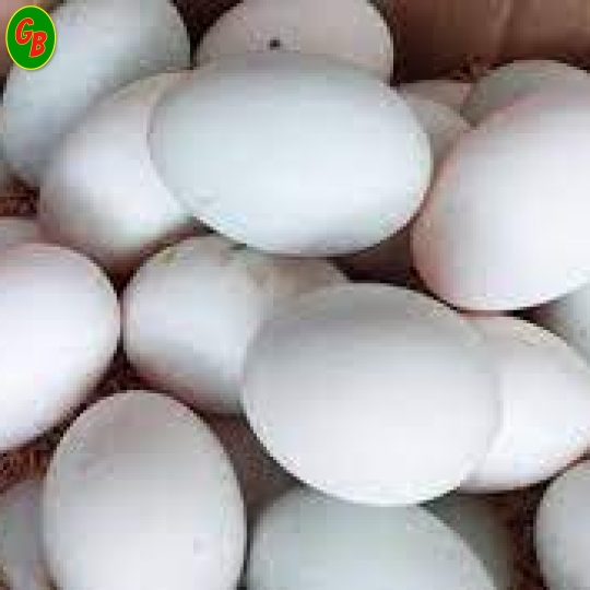 Trứng vịt 21.5kg