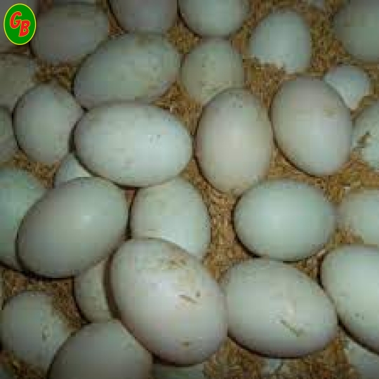 Trứng vịt 22kg
