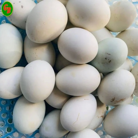 Trứng vịt lộn 21kg