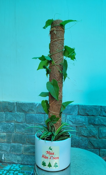 Trụ cột xơ dừa trồng cây