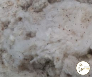 Bông phế liệu - Sợi Lê Việt - Công Ty TNHH Sản Xuất Thương Mại Bông Sợi Lê Việt