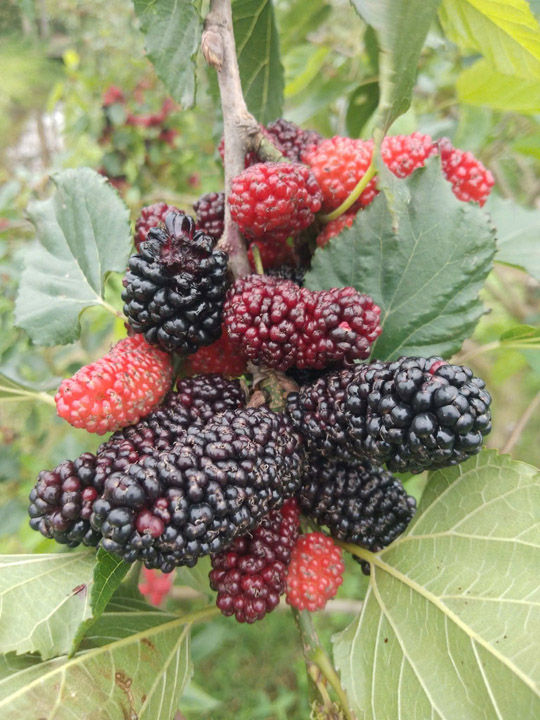 Cây dâu tằm - Linh Hoa Trà  - Công Ty TNHH Tư Vấn Dịch Vụ Và Thương Mại Văn Lê