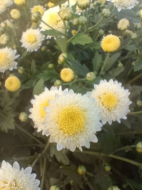 Cúc trắng - Linh Hoa Trà  - Công Ty TNHH Tư Vấn Dịch Vụ Và Thương Mại Văn Lê