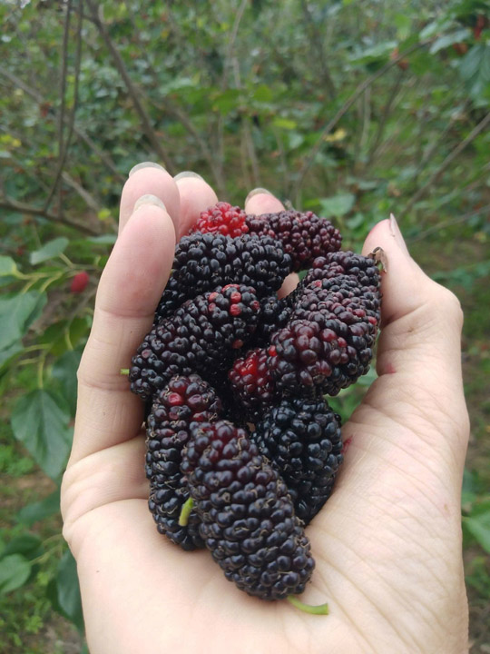 Dâu tằm nguyên liệu - Linh Hoa Trà  - Công Ty TNHH Tư Vấn Dịch Vụ Và Thương Mại Văn Lê