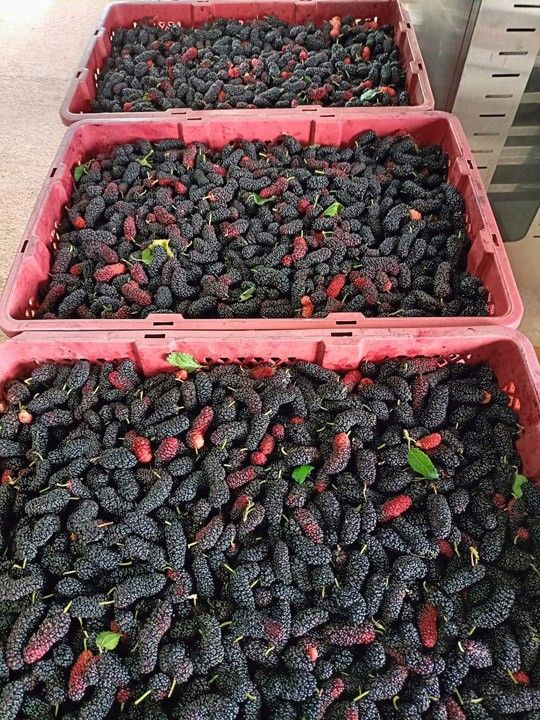 Dâu tằm nguyên liệu - Linh Hoa Trà  - Công Ty TNHH Tư Vấn Dịch Vụ Và Thương Mại Văn Lê