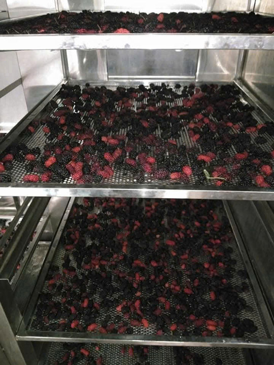 Dâu tằm nguyên liệu - Linh Hoa Trà  - Công Ty TNHH Tư Vấn Dịch Vụ Và Thương Mại Văn Lê