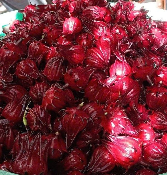 Hibiscus - Linh Hoa Trà  - Công Ty TNHH Tư Vấn Dịch Vụ Và Thương Mại Văn Lê