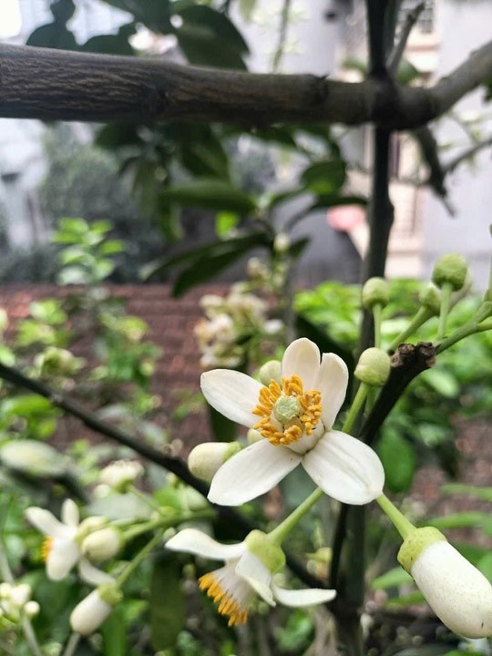 Hoa bưởi - Linh Hoa Trà  - Công Ty TNHH Tư Vấn Dịch Vụ Và Thương Mại Văn Lê