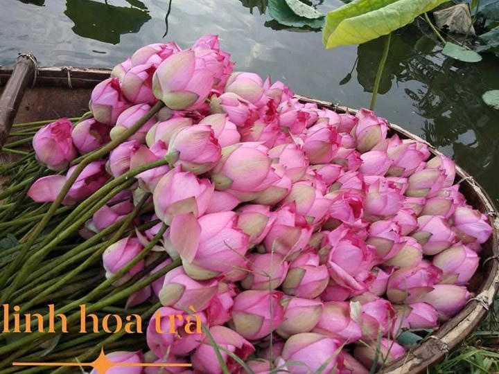 Mẹt sen nguyên liệu - Linh Hoa Trà  - Công Ty TNHH Tư Vấn Dịch Vụ Và Thương Mại Văn Lê