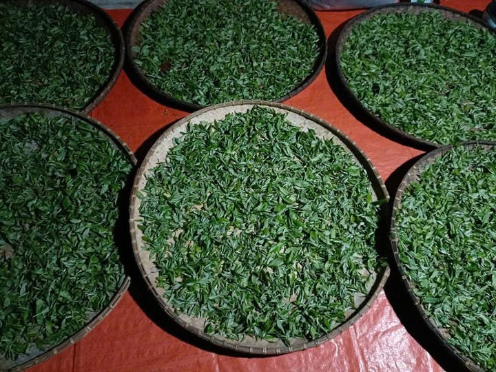 Phơi trà đêm - Linh Hoa Trà  - Công Ty TNHH Tư Vấn Dịch Vụ Và Thương Mại Văn Lê