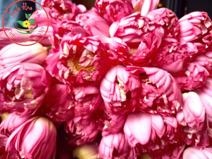 Sen nguyên liệu - Linh Hoa Trà  - Công Ty TNHH Tư Vấn Dịch Vụ Và Thương Mại Văn Lê