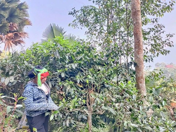 Thu hoạch lá trà cổ thụ - Linh Hoa Trà  - Công Ty TNHH Tư Vấn Dịch Vụ Và Thương Mại Văn Lê