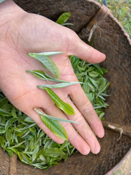 Trà cổ thụ - Linh Hoa Trà  - Công Ty TNHH Tư Vấn Dịch Vụ Và Thương Mại Văn Lê