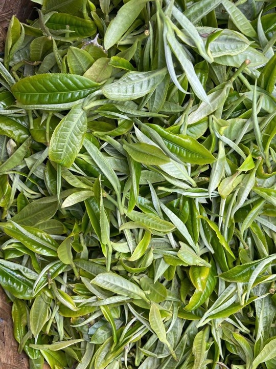 Trà nguyên liệu - Linh Hoa Trà  - Công Ty TNHH Tư Vấn Dịch Vụ Và Thương Mại Văn Lê