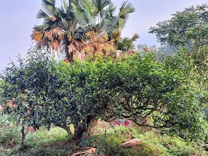 Vườn cây Shan tuyết - Linh Hoa Trà  - Công Ty TNHH Tư Vấn Dịch Vụ Và Thương Mại Văn Lê