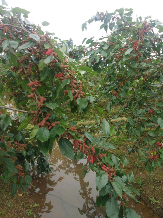 Vườn dâu tằm sản xuất - Linh Hoa Trà  - Công Ty TNHH Tư Vấn Dịch Vụ Và Thương Mại Văn Lê