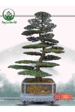 Tùng La Hán