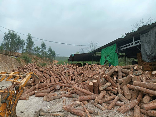 Gỗ thông xẻ chưa sấy