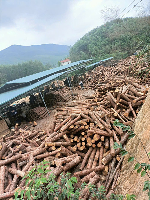 Gỗ thông xẻ chưa sấy