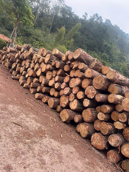 Gỗ thông xẻ chưa sấy