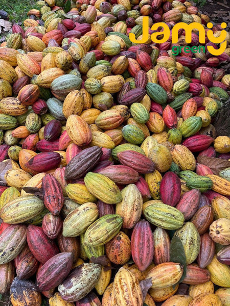 Cacao