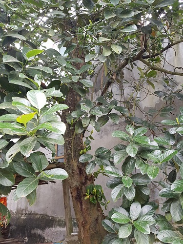 Cây cảnh - Cây Xanh Minh Khang  - Công Ty TNHH Thương Mại Cây Xanh Minh Khang