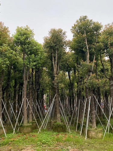 Cây công trình - Cây Xanh Minh Khang  - Công Ty TNHH Thương Mại Cây Xanh Minh Khang