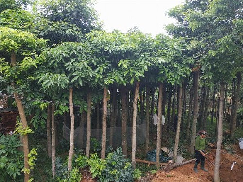 Cây công trình - Cây Xanh Minh Khang  - Công Ty TNHH Thương Mại Cây Xanh Minh Khang