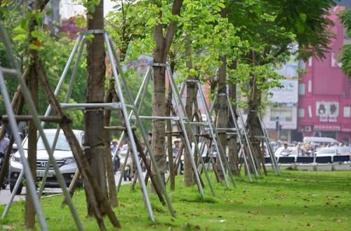 Cây công trình - Cây Xanh Minh Khang  - Công Ty TNHH Thương Mại Cây Xanh Minh Khang