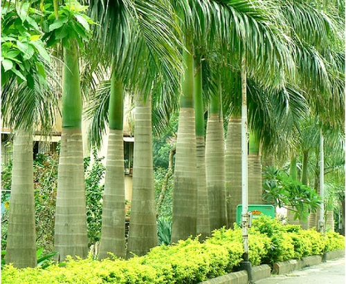 Cây công trình - Cây Xanh Minh Khang  - Công Ty TNHH Thương Mại Cây Xanh Minh Khang