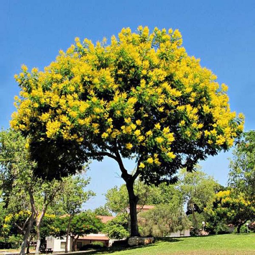 Cây công trình - Cây Xanh Minh Khang  - Công Ty TNHH Thương Mại Cây Xanh Minh Khang